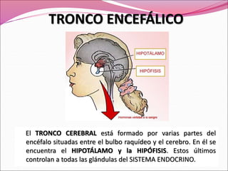 TRONCO ENCEFÁLICO
El TRONCO CEREBRAL está formado por varias partes del
encéfalo situadas entre el bulbo raquídeo y el cerebro. En él se
encuentra el HIPOTÁLAMO y la HIPÓFISIS. Estos últimos
controlan a todas las glándulas del SISTEMA ENDOCRINO.
 