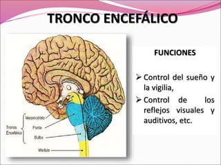 TRONCO ENCEFÁLICO
FUNCIONES
 Control del sueño y
la vigilia,
 Control de los
reflejos visuales y
auditivos, etc.
 