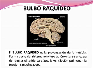 El BULBO RAQUÍDEO es la prolongación de la médula.
Forma parte del sistema nervioso autónomo: se encarga
de regular el latido cardíaco, la ventilación pulmonar, la
presión sanguínea, etc.
BULBO RAQUÍDEO
 