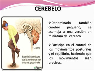 CEREBELO
Denominado también
cerebro pequeño, se
asemeja a una versión en
miniatura del cerebro.
Participa en el control de
los movimientos posturales
y el equilibrio, haciendo que
los movimientos sean
precisos.
 