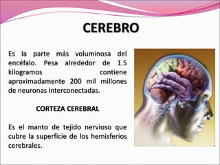 CEREBRO
Es la parte más voluminosa del
encéfalo. Pesa alrededor de 1.5
kilogramos contiene
aproximadamente 200 mil millones
de neuronas interconectadas.
CORTEZA CEREBRAL
Es el manto de tejido nervioso que
cubre la superficie de los hemisferios
cerebrales.
 