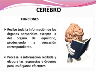 FUNCIONES
 Recibe toda la información de los
órganos sensoriales excepto la
del órgano del equilibrio,
produciendo la sensación
correspondiente.
 Procesa la información recibida y
elabora las respuestas y órdenes
para los órganos efectores.
CEREBRO
 