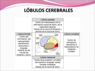 LÓBULOS CEREBRALES
 
