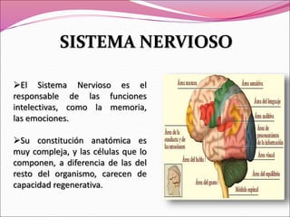 El Sistema Nervioso es el
responsable de las funciones
intelectivas, como la memoria,
las emociones.
Su constitución anatómica es
muy compleja, y las células que lo
componen, a diferencia de las del
resto del organismo, carecen de
capacidad regenerativa.
SISTEMA NERVIOSO
 