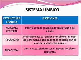 ESTRUCTURA
LÍMBICA
FUNCIONES
AMÍGDALA
CEREBRAL
Interviene en la conducta de agresividad o de
miedo.
HIPOCAMPO
Probablemente se relacione con algunos campos
de la memoria, sobre todo en la conservación de
las experiencias emocionales.
ÁREA SEPTAL
Zona que se relaciona con el aspecto del placer
(orgasmo).
SISTEMA LÍMBICO
 