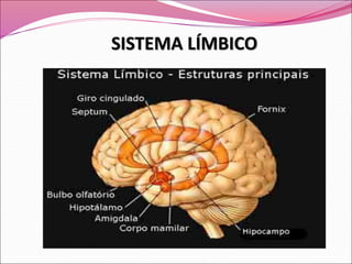 SISTEMA LÍMBICO
 