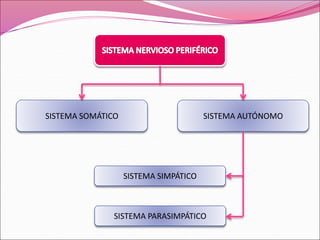 SISTEMA PARASIMPÁTICO
SISTEMA SIMPÁTICO
SISTEMA AUTÓNOMO
SISTEMA SOMÁTICO
 