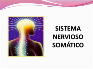 SISTEMA
NERVIOSO
SOMÁTICO
 
