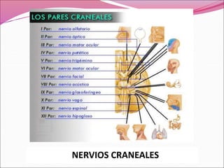 NERVIOS CRANEALES
 