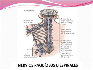 NERVIOS RAQUÍDEOS O ESPINALES
 