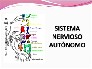 SISTEMA
NERVIOSO
AUTÓNOMO
 