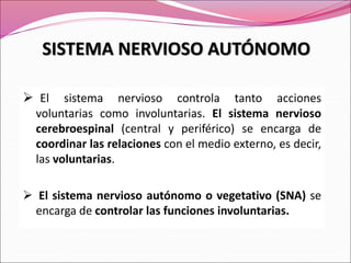  El sistema nervioso controla tanto acciones
voluntarias como involuntarias. El sistema nervioso
cerebroespinal (central y periférico) se encarga de
coordinar las relaciones con el medio externo, es decir,
las voluntarias.
 El sistema nervioso autónomo o vegetativo (SNA) se
encarga de controlar las funciones involuntarias.
SISTEMA NERVIOSO AUTÓNOMO
 