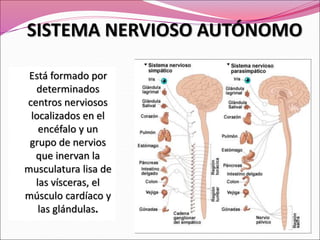 Está formado por
determinados
centros nerviosos
localizados en el
encéfalo y un
grupo de nervios
que inervan la
musculatura lisa de
las vísceras, el
músculo cardíaco y
las glándulas.
SISTEMA NERVIOSO AUTÓNOMO
 