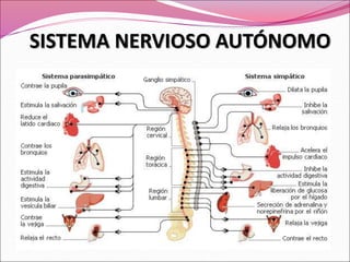 SISTEMA NERVIOSO AUTÓNOMO
 