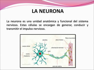 LA NEURONA
La neurona es una unidad anatómica y funcional del sistema
nervioso. Estas células se encargan de generar, conducir y
transmitir el impulso nervioso.
 