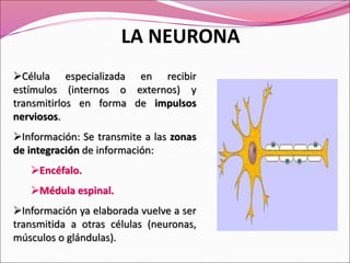 Célula especializada en recibir
estímulos (internos o externos) y
transmitirlos en forma de impulsos
nerviosos.
Información: Se transmite a las zonas
de integración de información:
Encéfalo.
Médula espinal.
Información ya elaborada vuelve a ser
transmitida a otras células (neuronas,
músculos o glándulas).
LA NEURONA
 