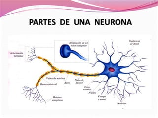 PARTES DE UNA NEURONA
 