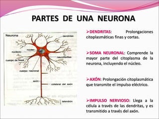 DENDRITAS: Prolongaciones
citoplasmáticas finas y cortas.
SOMA NEURONAL: Comprende la
mayor parte del citoplasma de la
neurona, incluyendo el núcleo.
AXÓN: Prolongación citoplasmática
que transmite el impulso eléctrico.
IMPULSO NERVIOSO: Llega a la
célula a través de las dendritas, y es
transmitido a través del axón.
PARTES DE UNA NEURONA
 