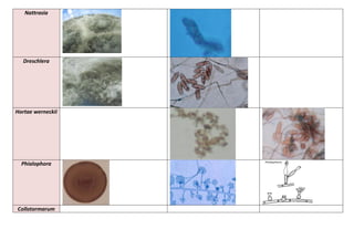 Nattrasia
Dreschlera
Hortae werneckii
Phialophora
Collotormarum
 