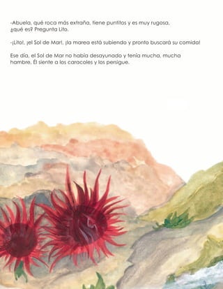 -Abuela, qué roca más extraña, tiene puntitos y es muy rugosa,
¿qué es? Pregunta Lito.
-¡Lito!, ¡el Sol de Mar!, ¡la marea está subiendo y pronto buscará su comida!
Ese día, el Sol de Mar no había desayunado y tenía mucha, mucha
hambre. Él siente a los caracoles y los persigue.
 
