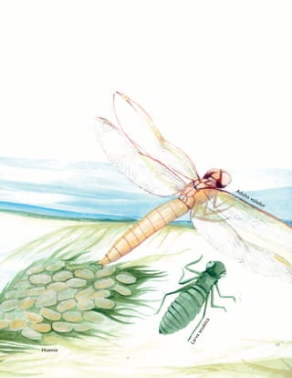 Adulto volador
Huevos
Larvaacuática
 