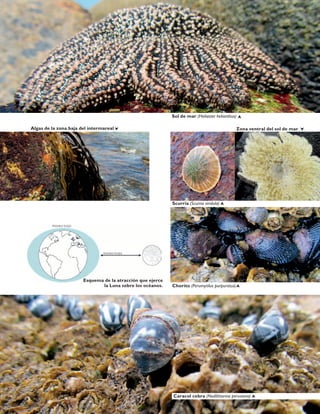 Zona ventral del sol de mar
Scurria (Scurria viridula)
Algas de la zona baja del intermareal
Sol de mar (Heliaster helianthus)
Caracol cebra (Nodilittorina peruviana)
Chorito (Perumytilus purpuratus)
Esquema de la atracción que ejerce
la Luna sobre los océanos.
Marea baja
Marea baja
85
 