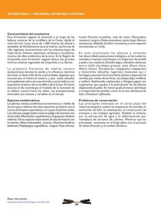 Características del ecosistema
Esta formación vegetal se extiende a lo largo de las
laderas costeras de la cordillera de la Costa, desde el
nivel del mar hasta cerca de 1.500 metros de altitud y
alrededor de 30 kilómetros hacia el interior. Las formas de
vida vegetales características son los arbustos bajos de
hojas duras, leñosos, espinosos, cactáceas y suculentas,
muchos de ellos endémicos de la zona. En la Región de
Coquimbo esta formación vegetal abarca los grandes
centros urbanos regionales de Coquimbo y La Serena.
La presencia frecuente de neblina costera
(camanchaca) durante la noche y la influencia marítima
permiten el desarrollo de las comunidades vegetales que
caracterizan al matorral costero, y que están ubicadas
principalmente sobre terrazas litorales y en las laderas con
exposición oceánica de la cordillera de la Costa. El viento
durante el día contribuye al traslado de la humedad de
la neblina costera hacia los valles. Las precipitaciones
invernales son escasas y variables en el tiempo.
Especies emblemáticas
Las plantas nativas y endémicas características y visibles de
las terrazas o laderas litorales expuestas al océano son el
cactus (Echinopsis coquimbana) y el copao (Eulychnia acida).
Los arbustos categorizados como en peligro de extinción son
el lucumillo (Myrcianthes coquimbensis) y el guayacán (Porlieria
chilensis). Otras especies importantes de esta formación son
la chamiza (Bahia ambrosioides), incienso (Flourensia thurifera),
bailahuén (Haplopappus angustifolius), chagual (Puya chilensis),
Mayor información:
http://www.biouls.cl/lrojo/capeta_htm/libro.htm
huañil (Proustia cuneifolia), cola de ratón (Pleocarphus
revolutus), suspiro (Nolana paradoxa), pasto largo (Bromus
berterianus), alfilerillo (Erodium cicutarium), y otras especies
introducidas en Chile.
En este ecosistema las plantas y animales
han desarrollado asociaciones ecológicas, en las cuales los
animales e insectos contribuyen a la dispersión de semilla
y polen. Los roedores (Octodon degus y Abrothrix olivaceus),
zorro chilla (Lycalopex griseus), aves (Diuca diuca,
Mimus thenca, Pteroptochos megapodius megapodius
y Scelorchilus albicollis), lagartijas (Liolaemus sp.) y
hormigas consumen los frutos de las plantas y dispersan las
semillas por medio de las fecas. Las abejas (Apis mellifera)
y colibrís (Sephanoides sephanoides y Patagona gigas) son
organismos que ayudan a la polinización de las plantas
dispersando el polen. En menor grado el viento contribuye
a la dispersión de semillas, como es el caso del diente de
león (Taraxacum officinale).
Problemas de conservación
Las principales amenazas en el corto plazo del
matorral estepario costero es el pastoreo de animales, la
extracción de leña, la urbanización, la construcción de
tranques y los trabajos agrícolas. También la minería,
por la extracción de agua y la deforestación por
reemplazo de terrenos de cultivos. Mientras que las
principales amenazas en el largo plazo son el proceso
de desertificación y el cambio climático.
ECOSISTEMA 2 - MATORRAL ESTEPARIO COSTERO
86
 