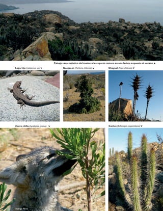 Chagual (Puya chilensis)Lagartija (Liolaemus sp.) Guayacán (Porlieria chilensis)
Cactus (Echinopsis coquimbana)
Paisaje característico del matorral estepario costero en una ladera expuesta al océano
Zorro chilla (Lycalopex griseus)
Rodrigo Pérez
87
 