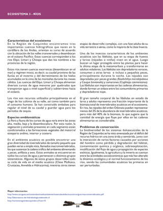 Características del ecosistema
En la Región de Coquimbo encontramos tres
importantes cuencas hidrográficas que nacen en la
cordillera de los Andes, orientan su curso de acuerdo
con la ubicación de los valles transversales y desembocan
en el océano Pacífico. Estas cuencas corresponden a los
ríos Elqui, Limarí y Choapa que dan los nombres a las
provincias de la región.
Estos ríos tienen cuencas exorreicas (desembocan en el
mar) y régimen mixto, es decir, su caudal proviene de las
lluvias en el invierno y del derretimiento de los hielos
acumulados en la cima de las montañas durante los meses
cálidos. Las cuencas del Elqui, Limarí y Choapa alimentan
diversos cursos de agua menores por quebradas que
transportan agua a nivel superficial y subterráneo hacia
el océano.
Los ríos son recursos utilizados principalmente en el
riego de los cultivos de su valle, así como también para
el consumo humano. Se han construido embalses para
regular el nivel de su caudal y guardar agua para los
períodos de sequía.
Especies emblemáticas
La flora y fauna de los cursos de agua varía entre las zonas
alta, media, baja y la desembocadura. Por esta razón, la
vegetación y animales presentes en cada segmento están
condicionados a las formaciones vegetales del matorral
estepario andino, interior y costero.
En el ambiente acuático es posible encontrar una
gran diversidad de invertebrados de tamaño pequeño que
pueden verse a simple vista, llamados macroinvertebrados,
los que sustentan la cadena trófica del ambiente alimentando
a peces, anfibios y aves. Estos animales se encuentran en
todos los cursos de agua y pertenecen a distintos grupos
sistemáticos. Algunos de estos grupos desarrollan todo
su ciclo de vida en el medio acuático (Clase Mollusca,
Crustacea, Annelida e Hidracarina), mientras otros tienen
Mayor información:
http://www.zaragoza.es/contenidos/medioambiente/materialesdidacticos/otros/guia-macroinvertebrados.pdf
http://laboratorio-de-hidrobiologia.webnode.cl/
http://turismoregiondecoquimbo.cl/?cat=15
etapas de desarrollo complejo, con una fase adulta de su
vida terrestre o aérea, como la mayoría de la clase Insecta.
Uno de los insectos característicos de los ambientes
acuáticos son las libélulas, que en su etapa de huevos
y larvas (náyades o ninfas) viven en el agua. Luego
buscan un lugar protegido entre las plantas para hacer
la última etapa de la metamorfosis y transformarse en
adultos voladores. Las libélulas son depredadoras voraces,
consumen a otras larvas e incluso a pequeños peces,
principalmente durante la noche. Las náyades son
depredadas por peces grandes (Basilichthys microlepidotus
y Cauque brevianalis) y camarones (Cryphiops caementarius).
Las libélulas son importantes en las cadenas alimentarias,
donde forman un enlace entre los consumidores primarios
y depredadores tope.
El gran tamaño corporal de las libélulas en estado de
larva y adulto representa una fracción importante de la
biomasa total de invertebrados acuáticos en el ecosistema.
En ríos, las náyades del orden Odonata pueden representar
menos del 2% de la abundancia de invertebrados acuáticos,
pero más del 40% de la biomasa, lo que sugiere que la
cantidad de energía que fluye por ellos en las cadenas
alimentarias es considerable.
Problemas de conservación
La biodiversidad de los sistemas dulceacuícolas de la
Región de Coquimbo se ha visto amenazada por el déficit del
recurso hídrico en una zona árida y semiárida, junto con
la interacción de varios factores causados por acciones
del hombre como pérdida y degradación del hábitat,
contaminación química y orgánica, sobreexplotación,
modificación del flujo de agua y propagación de especies
exóticas. Igualmente, la agricultura y la minería se cuentan
entre las actividades socioeconómicas que más han alterado
la dinámica ecológica y el normal funcionamiento de los
ríos, siendo las comunidades acuáticas las primeras en
ser perturbadas.
ECOSISTEMA 3 - RÍOS
88
 