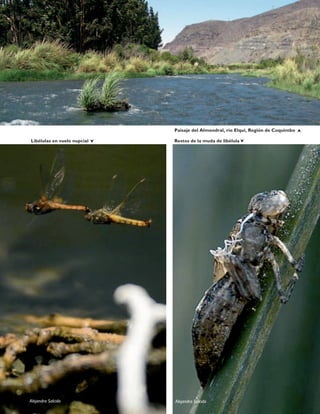 Libélulas en vuelo nupcial Restos de la muda de libélula
Alejandra SalcidoAlejandra Salcido
Paisaje del Almendral, río Elqui, Región de Coquimbo
 