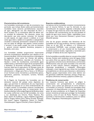 Características del ecosistema
Los humedales constituyen un tipo de ecosistema muy
particular, que incluye desde suelos permanentemente
inundados hasta sectores periódicamente saturados
de agua, albergando una alta diversidad de flora y
fauna acuática. Es un ecosistema difícil de definir por
su variedad de ambientes. No obstante, existe una
descripción que aúna puntos comunes: Un humedal
es todo espacio, de origen natural o artificial, en el que
exista agua dulce o salada en la superficie o subsuperficial,
circulante o estancada, permanente o temporal; de manera
que sea capaz de albergar vida vegetal y animal acuática
y terrestre; el que puede cumplir una serie de funciones
y generar recursos vegetales, faunísticos, pesqueros y
forestales, entre otros.
Los humedales también proporcionan importantes
servicios ecosistémicos (beneficios que obtiene el ser
humano de ellos): 1) En los ciclos químicos e hidrológicos
la vegetación actúa como los riñones del planeta,
filtrando los desperdicios naturales y/o humanos; 2)
Ayudan a evitar las inundaciones, acumulando aguas
subterráneas y reteniendo el agua de las precipitaciones
y deshielos; 3) Acumulan minerales, conformando un
sustrato ideal para la agricultura; 4) Otorgan zonas de
asentamiento, reproducción, desarrollo, nidificación,
alimentación y refugio para flora y fauna; y 5) Ofrecen
al ser humano zonas recreativas y productivas (pesca,
agricultura, pastoreo, recreación, turismo, forestal,
entre otros).
En la Región de Coquimbo los humedales son un
elemento esencial del paisaje como depósitos de
agua, que permiten la subsistencia de una importante
diversidad de especies en un clima árido/semiárido. En
la región existen 15 humedales costeros considerados
como sitios prioritarios para la conservación de la
biodiversidad por la Estrategia Regional de Biodiversidad,
los cuales conforman una red de humedales, de norte
a sur: Quebrada Los Choros, Punta Teatinos, Río
Elquí, Estero El Culebrón, Laguna Adelaila (Lagunillas),
Estero Tongoy, Salinas Chica, Salinas Grande, Pachingo,
Río Limarí, Laguna Chigualoco, Estero la Cebada,
Huentelauquén, Laguna Conchalí y Estero Quilimarí.
Mayor información:
http://www.centroneotropical.org/recsos/guia_01.pdf
Especies emblemáticas
Las plantas de los humedales compiten constantemente
por el recurso hídrico, lo que ha derivado en una
estratificación de especies vegetales ordenadas desde
el espejo de agua hasta las zonas más alejadas de este.
Las plantas más características son las que bordean el
espejo de agua como totora (Typha angustifolia), junco
(Junco sp.), sosa (Sarcocornia fruticosa) y grama brava
(Distichlis spicata).
Uno de los grupos animales más llamativos de los
humedales son las aves acuáticas, marinas y migratorias.
Chile en el año 1971 se adhiere a la Convención
Internacional RAMSAR, cuyo principal objetivo es
la conservación y el uso racional de los humedales
mediante acciones locales, regionales y nacionales para
proteger el hábitat de las aves migratorias.
En los humedales es posible observar una gran diversidad
de aves. Existen aves residentes como las taguas (Fulica
sp.), patos (Anas sp.), garzas (Ardea sp.), jotes (Coragyps
sp.), gaviotas comunes (Larus dominicanus) y cormoranes
(Phalacrocorax); aves que viven asociadas a los totorales
como el siete colores (Tachuris rubrigastra), run run
(Hymenops perspicillatus) y trabajador (Phleocryptes
melanops); y aves migratorias que visitan los humedales
principalmente en verano para descansar y alimentarse.
Algunos grupos importantes entre estas últimas son
los gaviotines (subfamilia Steninae), pitotoy (Tringa sp.),
zarapitos (Numenius minutus) y playeros (Calidris sp.).
Problemas de conservación
Los impactos humanos que ponen en peligro la
conservación son principalmente la urbanización,
basura, caza y pesca que destruye en corto tiempo a
un humedal y su entorno. También los humedales están
expuestos a la desertificación y el cambio climático. A
pesar de estos problemas, en la Región de Coquimbo
existen iniciativas privadas para proteger los humedales
costeros, como el caso de Punta Teatinos y Laguna
Conchalí e intervenciones ciudadanas como en Salinas
Chicas, Chigualoco, Huentelauquén y Quilimarí.
ECOSISTEMA 4 - HUMEDALES COSTEROS
90
 