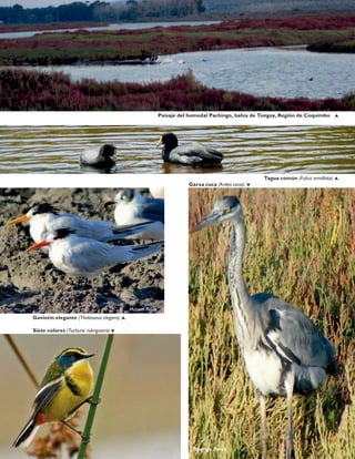 Tagua común (Fulica armillata)
Siete colores (Tachuris rubrigastra)
Gaviotín elegante (Thalasseus elegans)
Garza cuca (Ardea cocoi)
Guido Pavez
Manuel Rojas
Rodrigo Pérez
Paisaje del humedal Pachingo, bahía de Tongoy, Región de Coquimbo
 