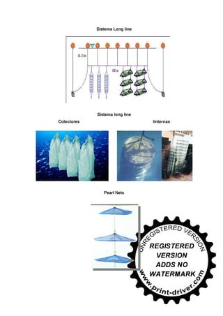30745566 conchas-de-abanico-en-salsa-bretonne