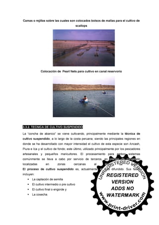 30745566 conchas-de-abanico-en-salsa-bretonne