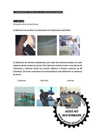 30745566 conchas-de-abanico-en-salsa-bretonne