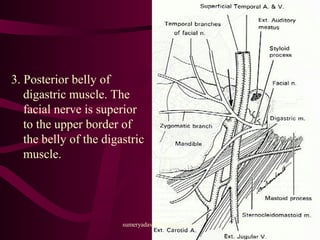 3. Posterior belly of
digastric muscle. The
facial nerve is superior
to the upper border of
the belly of the digastric
muscle.
sumeryadav2004@gmail.com
 