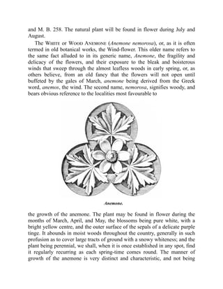 and M. B. 258. The natural plant will be found in flower during July and
August.
The White or Wood Anemone (Anemone nemorosa), or, as it is often
termed in old botanical works, the Wind-flower. This older name refers to
the same fact alluded to in its generic name, Anemone, the fragility and
delicacy of the flowers, and their exposure to the bleak and boisterous
winds that sweep through the almost leafless woods in early spring, or, as
others believe, from an old fancy that the flowers will not open until
buffeted by the gales of March, anemone being derived from the Greek
word, anemos, the wind. The second name, nemorosa, signifies woody, and
bears obvious reference to the localities most favourable to
Anemone.
the growth of the anemone. The plant may be found in flower during the
months of March, April, and May, the blossoms being pure white, with a
bright yellow centre, and the outer surface of the sepals of a delicate purple
tinge. It abounds in moist woods throughout the country, generally in such
profusion as to cover large tracts of ground with a snowy whiteness; and the
plant being perennial, we shall, when it is once established in any spot, find
it regularly recurring as each spring-time comes round. The manner of
growth of the anemone is very distinct and characteristic, and not being
 