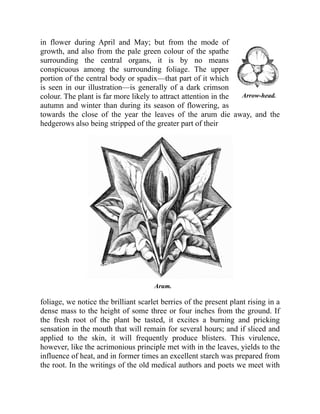Arrow-head.
in flower during April and May; but from the mode of
growth, and also from the pale green colour of the spathe
surrounding the central organs, it is by no means
conspicuous among the surrounding foliage. The upper
portion of the central body or spadix—that part of it which
is seen in our illustration—is generally of a dark crimson
colour. The plant is far more likely to attract attention in the
autumn and winter than during its season of flowering, as
towards the close of the year the leaves of the arum die away, and the
hedgerows also being stripped of the greater part of their
Arum.
foliage, we notice the brilliant scarlet berries of the present plant rising in a
dense mass to the height of some three or four inches from the ground. If
the fresh root of the plant be tasted, it excites a burning and pricking
sensation in the mouth that will remain for several hours; and if sliced and
applied to the skin, it will frequently produce blisters. This virulence,
however, like the acrimonious principle met with in the leaves, yields to the
influence of heat, and in former times an excellent starch was prepared from
the root. In the writings of the old medical authors and poets we meet with
 