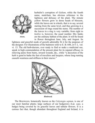 Avens.
herbalist’s corruption of Galium, while the fourth
name, maid-hair, has obvious reference to the
lightness and delicacy of the plant. The minute
yellow flowers grow in dense heads of blossom,
while the leaves are in whorls, that is to say, several
starting from the same level, and thus growing in a
succession of rings round the stems. The number of
the leaves in a ring is very variable; from eight to
twelve is, however, the usual number. Dry banks
are the ordinary habitat of the plant. It will be found
in flower throughout June, July, and August. Its
lightness and graceful mode of growth admirably fit it for the purposes of
the designer. For illustrations of the bedstraw refer to E. B. 648, or F. L. vol.
vi. 13. The old herb-doctors, ever ready to find or make a medicinal use,
speak in high commendation of the present plant for its reputed efficacy in
relieving pains from burns, inward wounds, &c., while “a decoction of the
herb is good to bathe the feet of travellers and lacquies, whose long running
causeth weariness and stiffness in their sinews.”
Bindweed.
The Bindweed, botanically known as the Calystegia sepium, is one of
our most familiar plants; large surfaces of our hedgerows (Lat. sepe, a
hedge) being covered by its graceful leaves and tubular flowers. It is a
curious fact that, though abundant throughout England and Ireland, it is
 