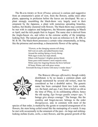 Borage.
The Black-thorn or Sloe (Prunus spinosa) is curious and suggestive
from an ornamentist’s point of view, from the flowers, unlike most other
plants, appearing in profusion before the leaves are developed. We see a
plant strongly resembling the black-thorn very largely used in their
ornament by the Japanese, a plant with numerous spreading branches,
leafless, but thickly clustered with flowers. The black-thorn may commonly
be met with in coppices and hedgerows, the blossoms appearing in March
or April, and the rich purple fruit in August. The name sloe is derived from
the Anglo-Saxon sla, and refers to the extreme acidity of the tempting-
looking fruit. The natural growth may be seen on reference to E. B. 408, or
M. B. 84. The black-thorn possesses a certain value ornamentally, as being,
like the primrose and snowdrop, a characteristic flower of the spring.
“Flowers, as the changing seasons roll along,
Still wait on earth, and added beauties lend;
Around the smiling Spring a lovely throng
With eager rivalry her steps attend;
Others with Summer’s brighter glories blend;
Some grace mild Autumn’s more majestic mien;
While some few lingering blooms the brow befriend
Of hoary Winter, and with grace serene
Enwreath the king of storms with mercy’s tender sheen.”
Barton.
The Borage (Borago officinalis), though widely
distributed, is by no means a common plant; and
though mentioned by several old writers, must be
considered as but a doubtful native. The generic
name has been corrupted from two Latin words,
cor, the heart, and ago, I act, from a belief, as old as
the time of Pliny, in its exhilarating effects; hence
the old saying, Ego borago gaudia semper ago, “I
borage give always courage.” The borage, like the
comfrey and forget-me-not, belongs to the order
Boraginaceæ, and, in common with most of the
species of that order, is marked by the gyrate or scorpoid arrangement of its
flowers, the stem being coiled round like the mainspring of a watch. It may
be met with occasionally in the ornament of the past—its large and striking-
looking stellate (Latin, stella, a star) flowers, and the general growth of the
 