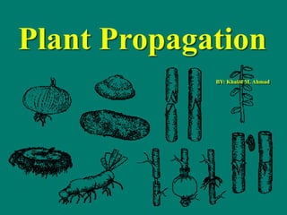 Plant Propagation
BY: Khalid M. Ahmad
 