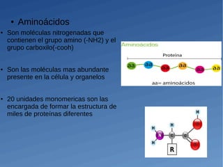● Son moléculas nitrogenadas que
contienen el grupo amino (-NH2) y el
grupo carboxilo(-cooh)
● Son las moléculas mas abundante
presente en la célula y organelos
● 20 unidades monomericas son las
encargada de formar la estructura de
miles de proteínas diferentes
● Aminoácidos
 