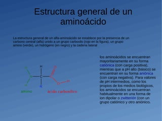 Estructura general de un
aminoácido
La estructura general de un alfa-aminoácido se establece por la presencia de un
carbono central (alfa) unido a un grupo carboxilo (rojo en la figura), un grupo
amino (verde), un hidrógeno (en negro) y la cadena lateral
los aminoácidos se encuentran
mayoritariamente en su forma
catiónica (con carga positiva),
mientras que a pH alto (básico) se
encuentran en su forma aniónica
(con carga negativa). Para valores
de pH intermedios, como los
propios de los medios biológicos,
los aminoácidos se encuentran
habitualmente en una forma de
ion dipolar o zwitterión (con un
grupo catiónico y otro aniónico).
 