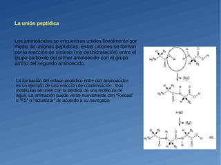 La unión peptídica
Los aminoácidos se encuentran unidos linealmente por
medio de uniones peptídicas. Estas uniones se forman
por la reacción de síntesis (vía deshidratación) entre el
grupo carboxilo del primer aminoácido con el grupo
amino del segundo aminoácido.
La formación del enlace peptídico entre dos aminoácidos
es un ejemplo de una reacción de condensación . Dos
moléculas se unen con la pérdida de una molécula de
agua. La animación puede verse nuevamente con "Reload"
o "F5" o "actualizar" de acuerdo a su navegador
 