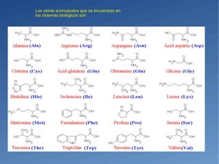 Los veinte aminoácidos que se encuentran en
los sistemas biológicos son:
 