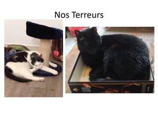 Nos Terreurs