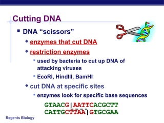 Regents Biology
Cutting DNA
 DNA “scissors”
 enzymes that cut DNA
 restriction enzymes
 used by bacteria to cut up DNA of
attacking viruses
 EcoRI, HindIII, BamHI
 cut DNA at specific sites
 enzymes look for specific base sequences
GTAACGAATTCACGCTT
CATTGCTTAAGTGCGAA
GTAACG|AATTCACGCTT
CATTGCTTAA|GTGCGAA
 