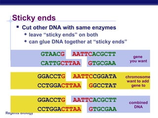 Regents Biology
Sticky ends
 Cut other DNA with same enzymes
 leave “sticky ends” on both
 can glue DNA together at “sticky ends”
GTAACG AATTCACGCTT
CATTGCTTAA GTGCGAA
gene
you want
GGACCTG AATTCCGGATA
CCTGGACTTAA GGCCTAT
chromosome
want to add
gene to
GGACCTG AATTCACGCTT
CCTGGACTTAA GTGCGAA
combined
DNA
 