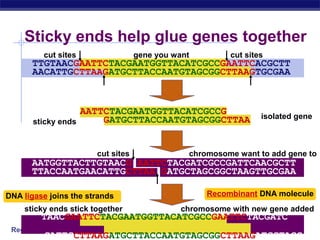Regents Biology
Sticky ends help glue genes together
TTGTAACGAATTCTACGAATGGTTACATCGCCGAATTCACGCTT
AACATTGCTTAAGATGCTTACCAATGTAGCGGCTTAAGTGCGAA
gene you want cut sitescut sites
AATGGTTACTTGTAACG AATTCTACGATCGCCGATTCAACGCTT
TTACCAATGAACATTGCTTAA GATGCTAGCGGCTAAGTTGCGAA
chromosome want to add gene tocut sites
AATTCTACGAATGGTTACATCGCCG
GATGCTTACCAATGTAGCGGCTTAA isolated gene
sticky ends
chromosome with new gene added
TAACGAATTCTACGAATGGTTACATCGCCGAATTCTACGATC
CATTGCTTAAGATGCTTACCAATGTAGCGGCTTAAGATGCTAGC
sticky ends stick together
DNA ligase joins the strands Recombinant DNA molecule
 