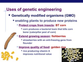 Regents Biology
Uses of genetic engineering
 Genetically modified organisms (GMO)
 enabling plants to produce new proteins
 Protect crops from insects: BT corn
 corn produces a bacterial toxin that kills corn
borer (caterpillar pest of corn)
 Extend growing season: fishberries
 strawberries with an anti-freezing gene from
flounder
 Improve quality of food: golden rice
 rice producing vitamin A
improves nutritional value
 